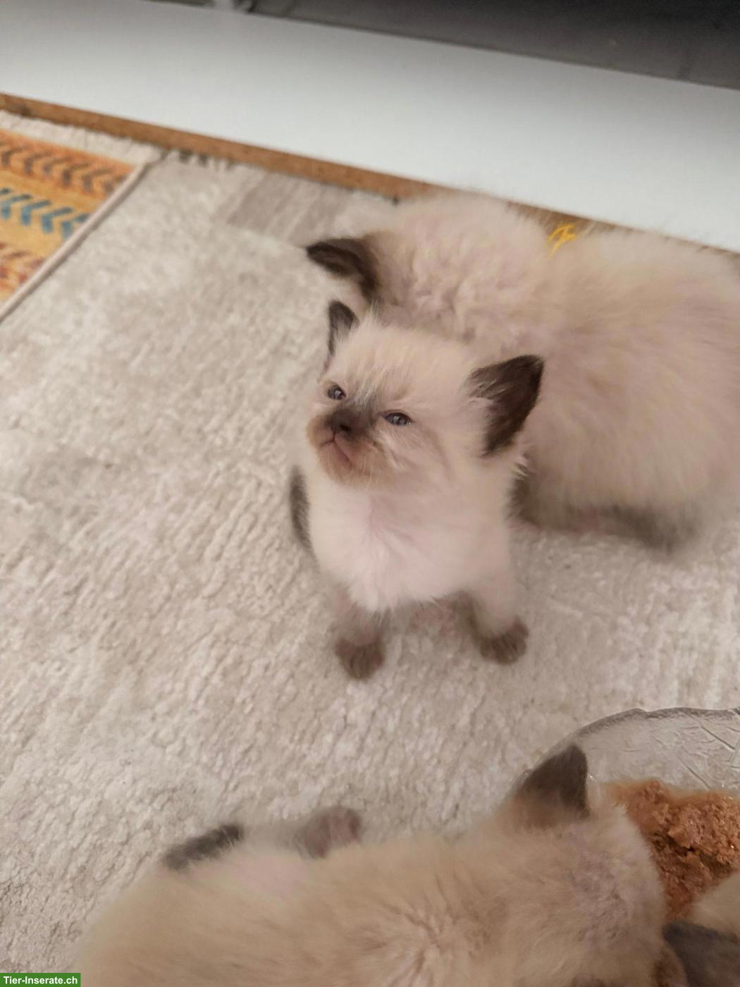 Bild 4: Reinrassige Heilige Birma Kitten suchen ein Zuhause