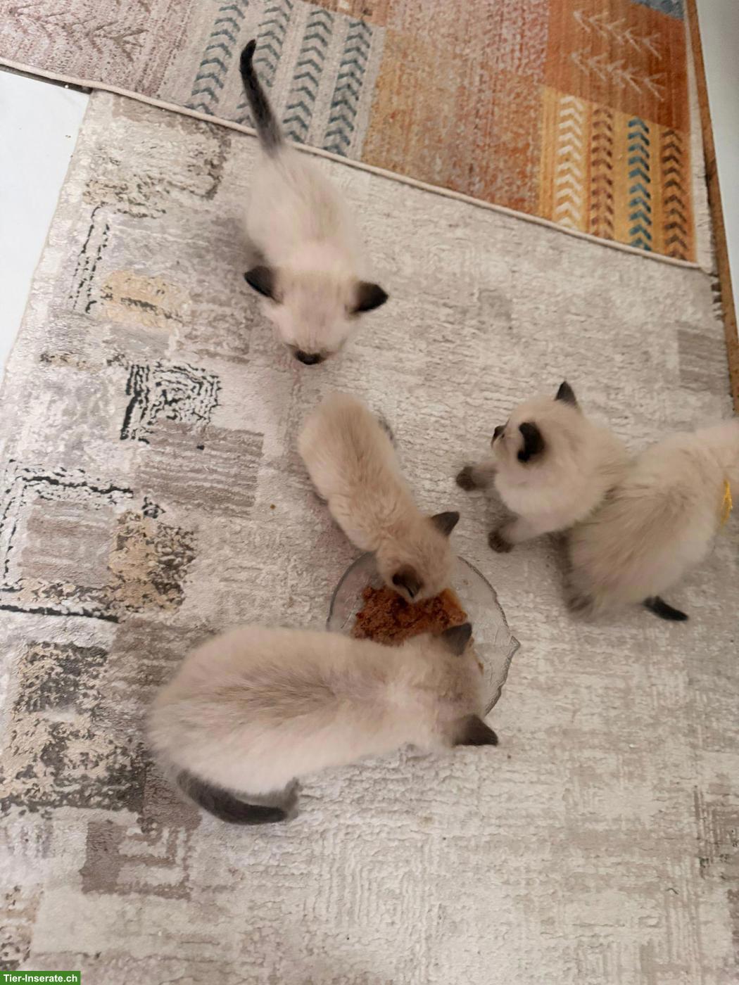 Bild 6: Reinrassige Heilige Birma Kitten suchen ein Zuhause