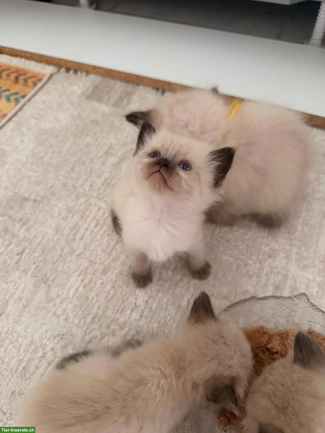 Bild 7: Reinrassige Heilige Birma Kitten suchen ein Zuhause