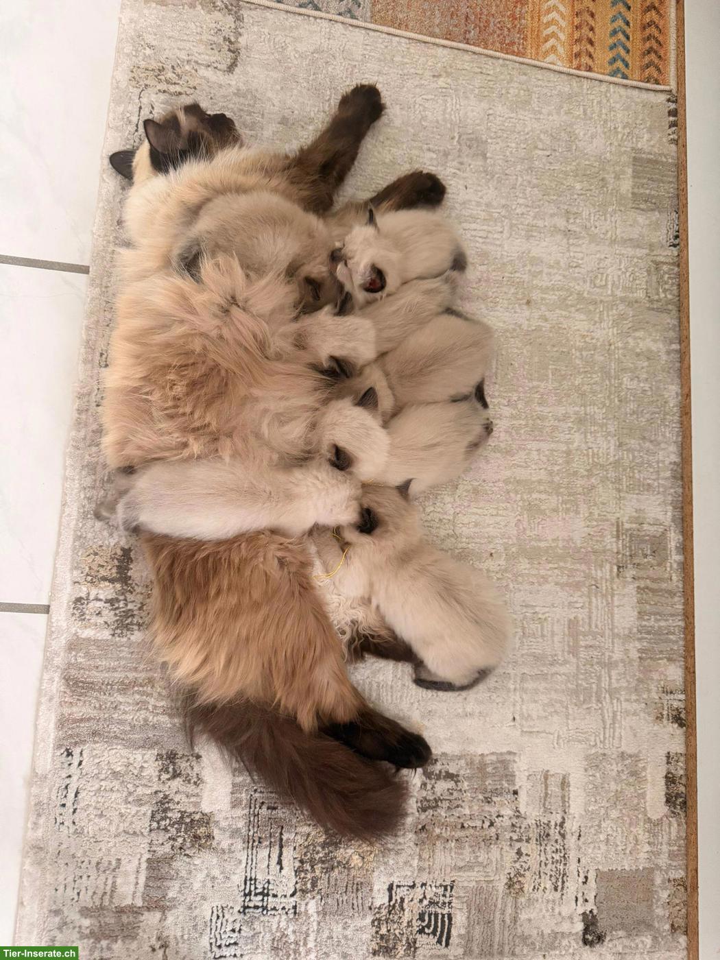 Bild 9: Reinrassige Heilige Birma Kitten suchen ein Zuhause