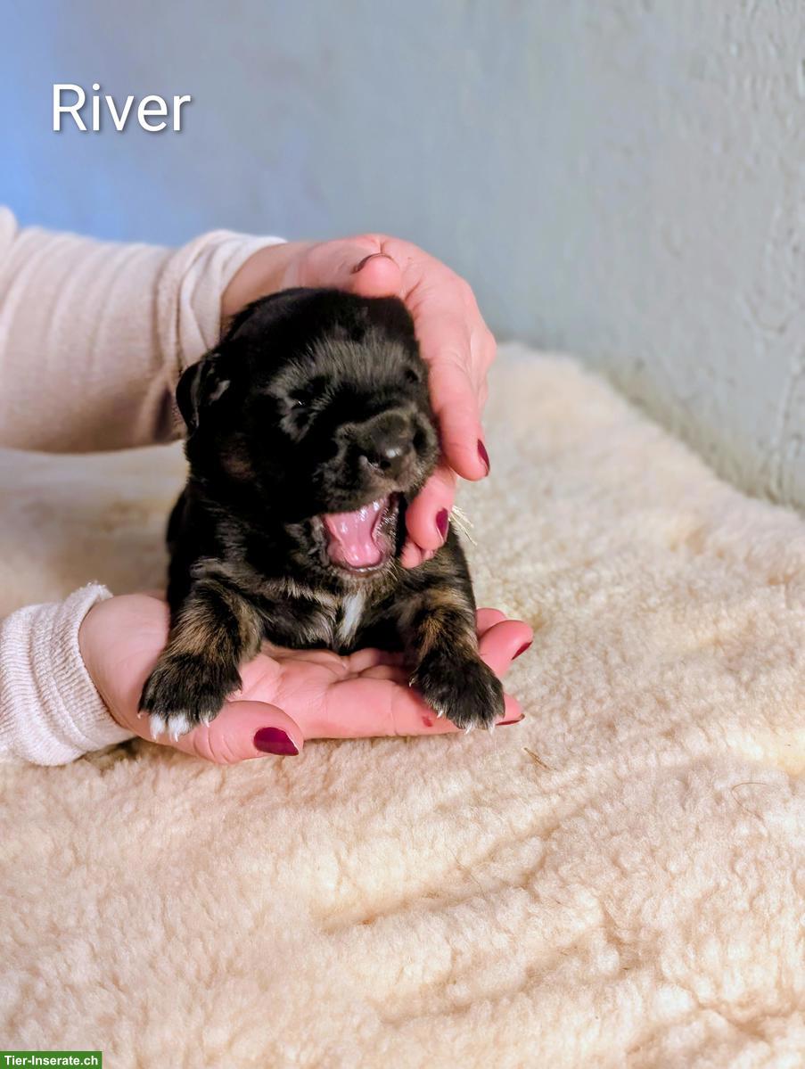 Aussiedor Welpen, Rüden suchen ihr Lebensglück!
