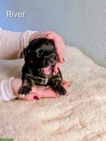 Aussiedor Welpen, Rüden suchen ihr Lebensglück!