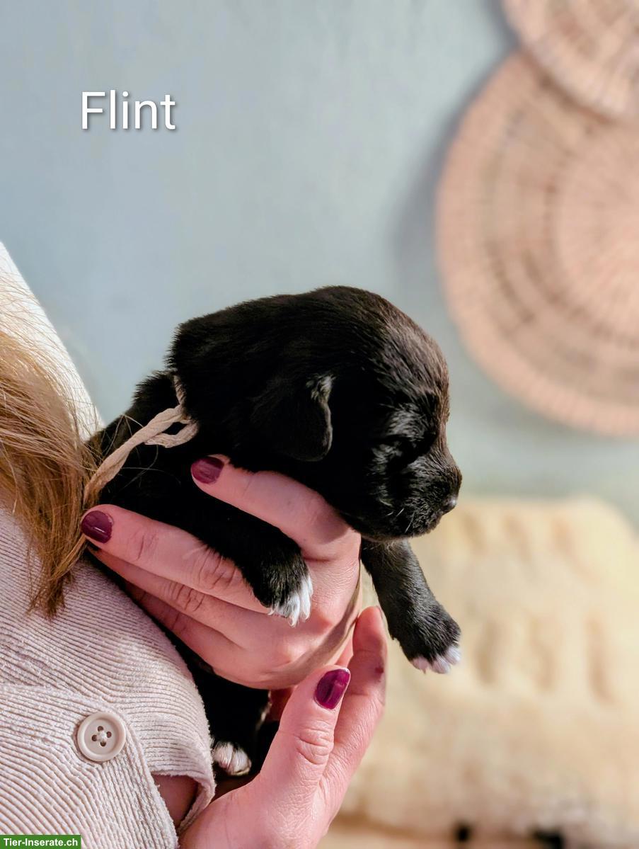 Bild 2: Aussiedor Welpen, Rüden suchen ihr Lebensglück!