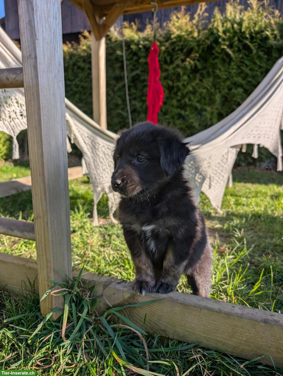 Bild 3: Aussiedor Welpen, Rüden suchen ihr Lebensglück!