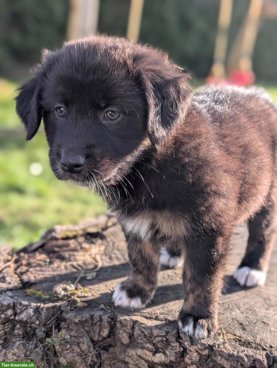 Bild 4: Aussiedor Welpen, Rüden suchen ihr Lebensglück!
