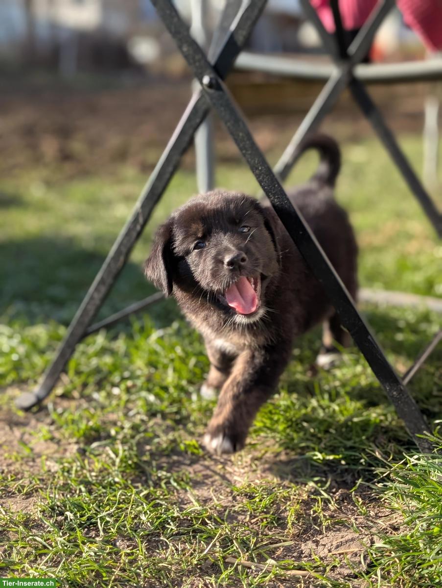 Bild 5: Aussiedor Welpen, Rüden suchen ihr Lebensglück!