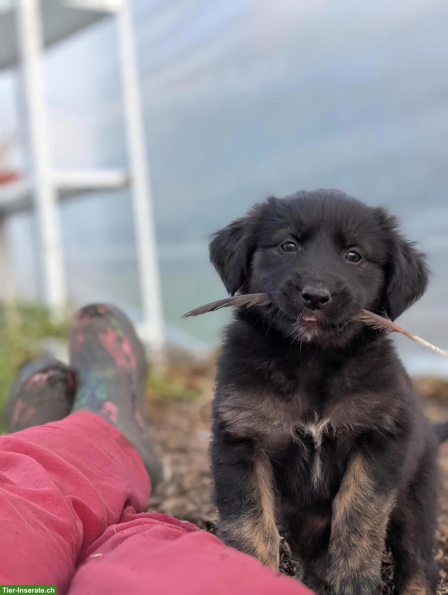 Bild 6: Aussiedor Welpen, Rüden suchen ihr Lebensglück!