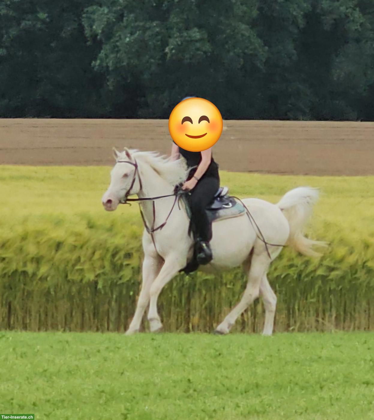 Grosse Araber-Stute, Cremello, gut geritten, hervorragende Zuchtstute