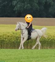 Grosse Araber-Stute, Cremello, gut geritten, hervorragende Zuchtstute