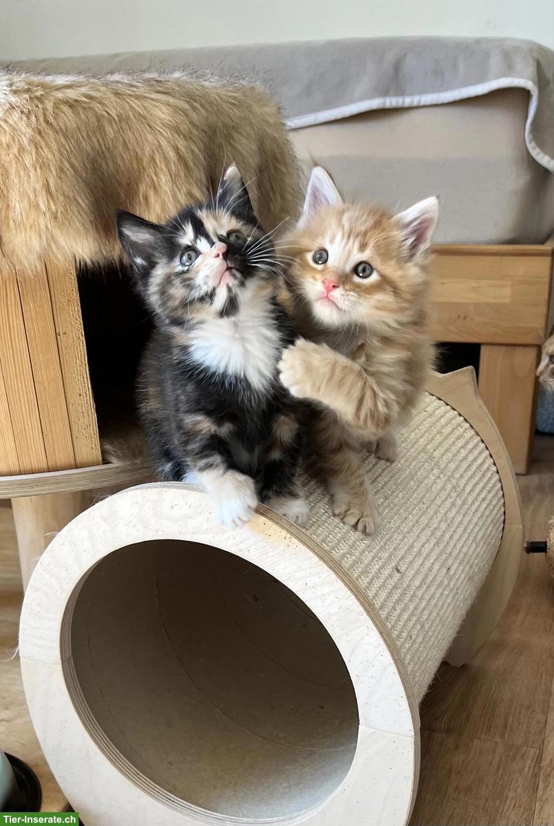 Maine Coon Mix Kitten, red tabby & black tortie
