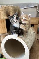 Maine Coon Mix Kitten, red tabby & tortie