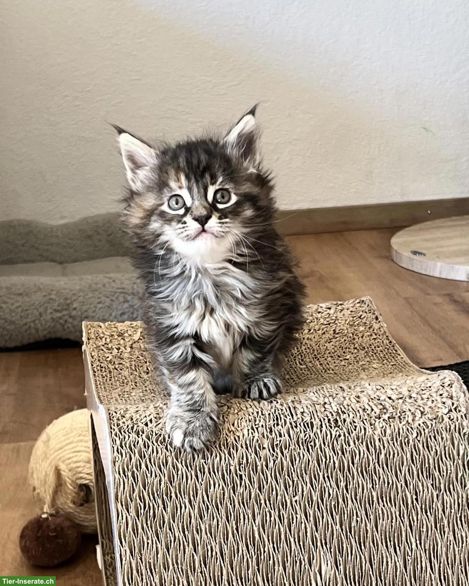 Bild 2: Maine Coon Mix Kitten, red tabby & black tortie