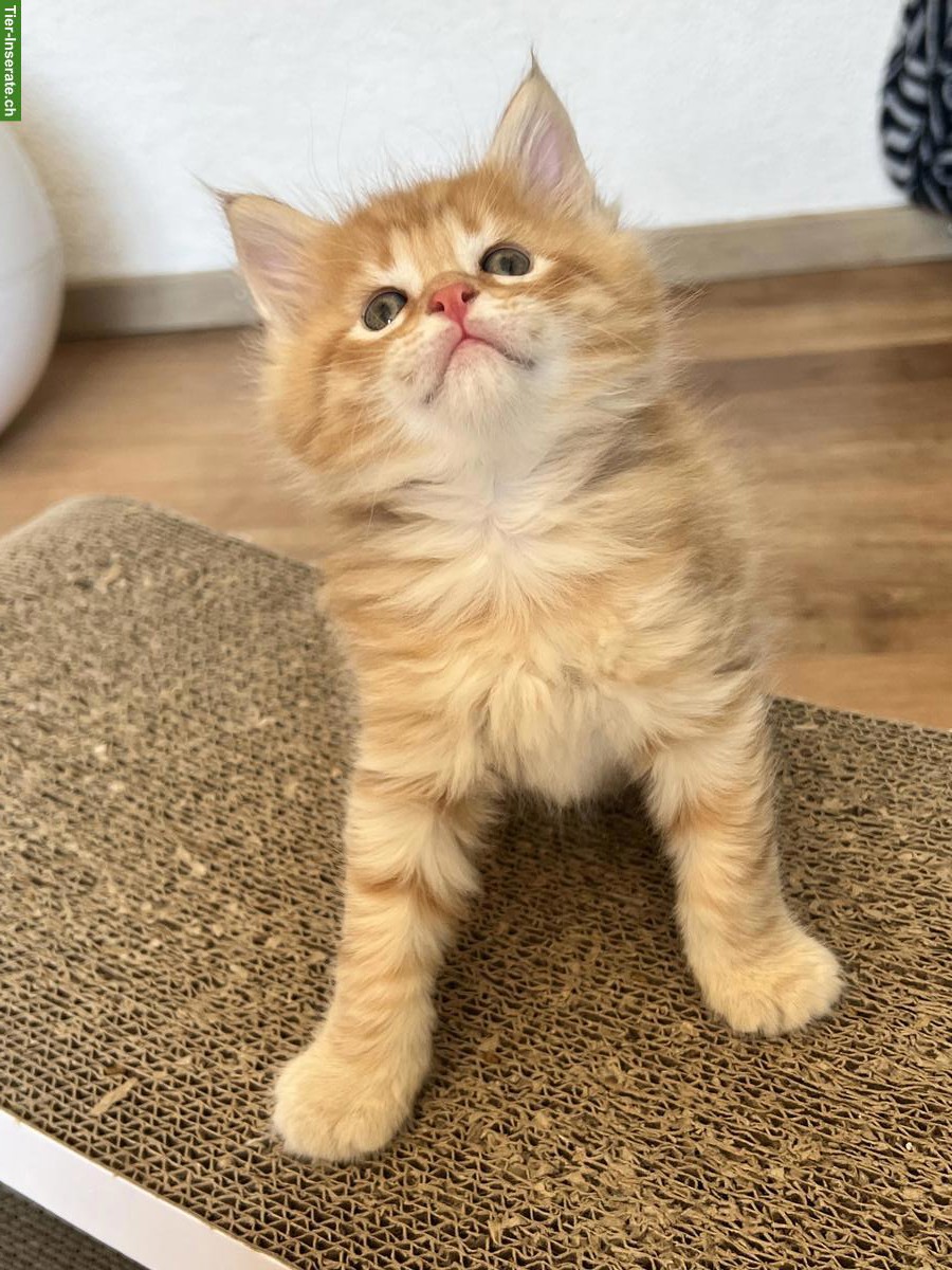 Bild 3: Maine Coon Mix Kitten, red tabby & black tortie