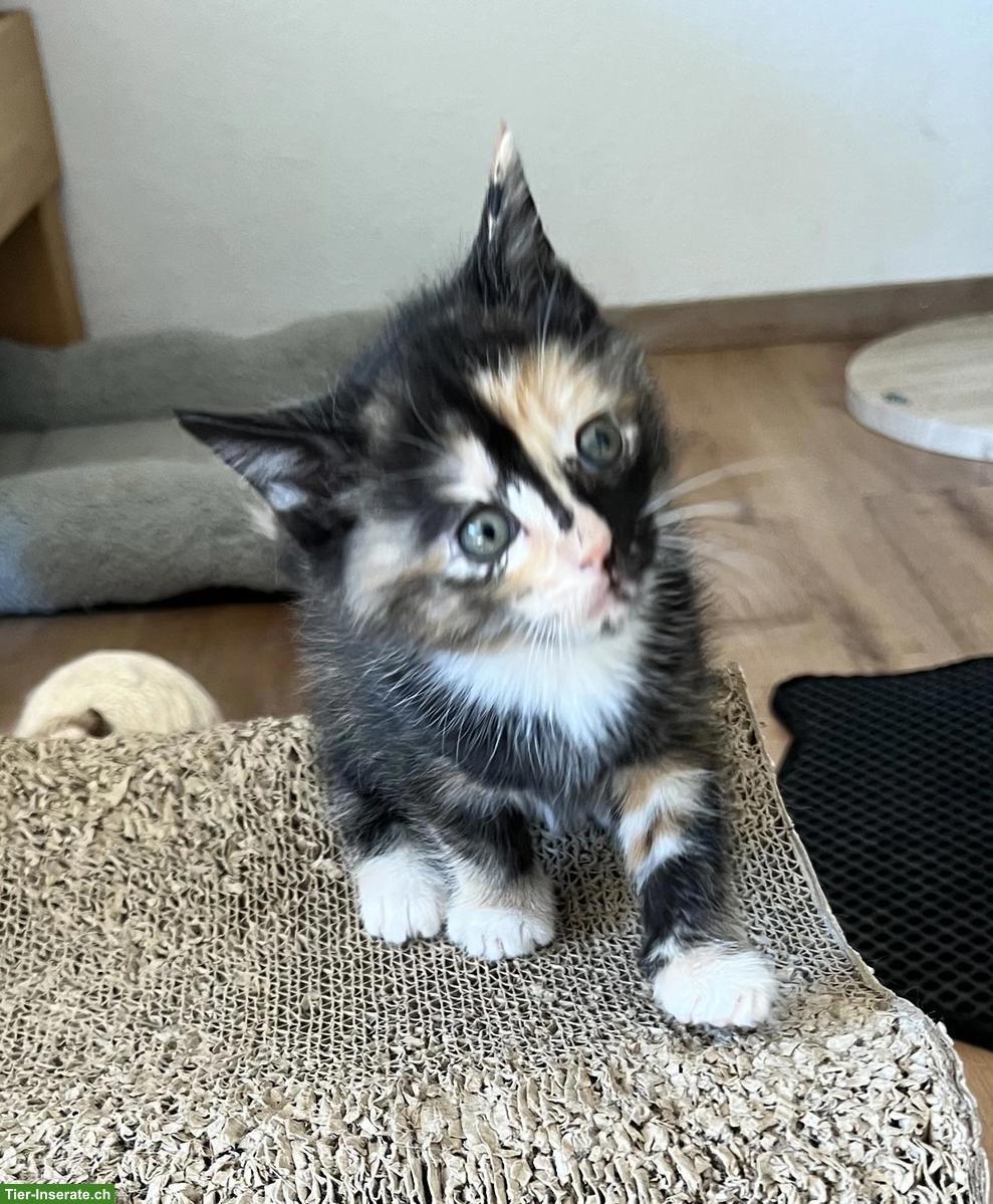 Bild 4: Maine Coon Mix Kitten, red tabby & black tortie