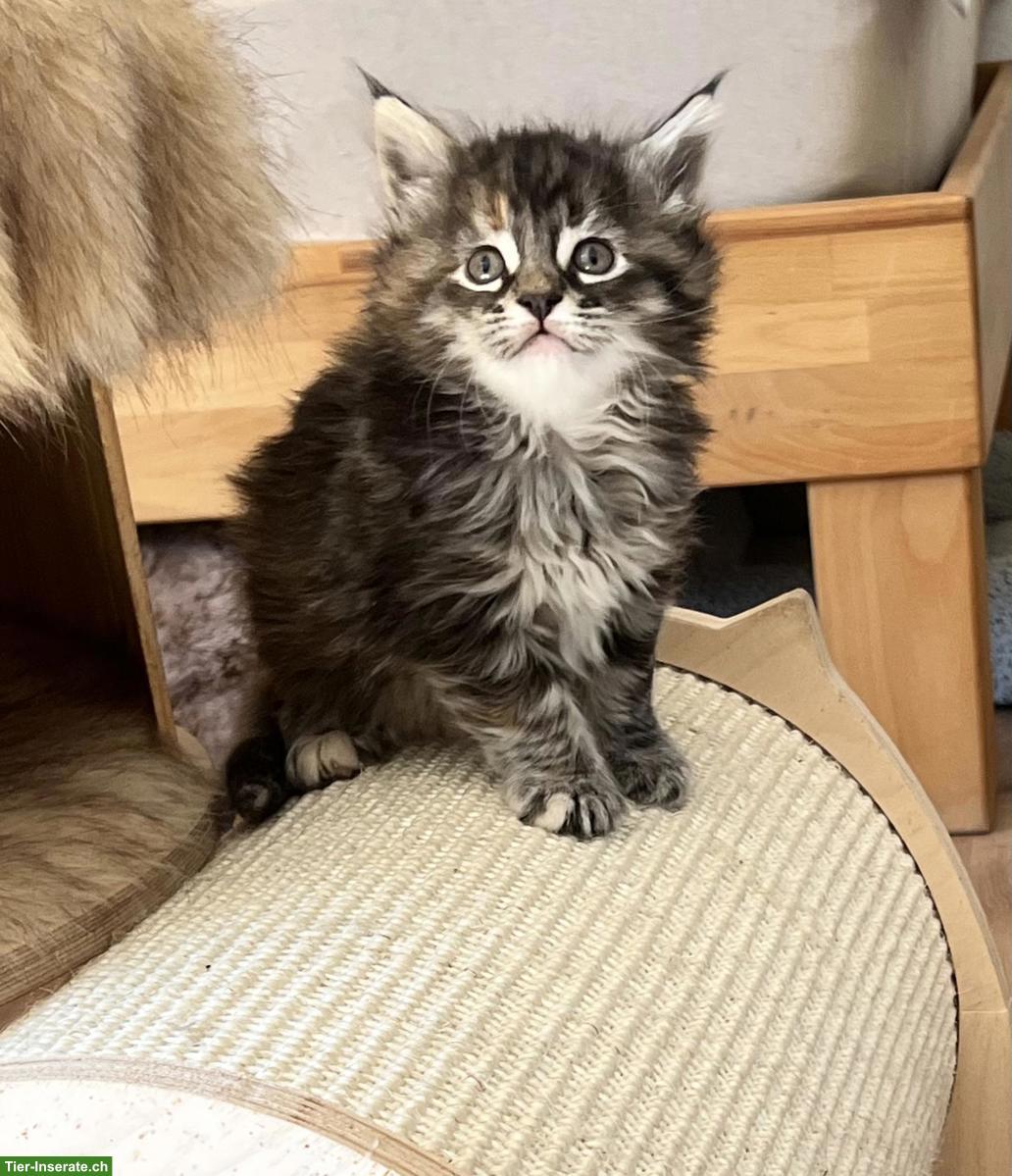 Bild 5: Maine Coon Mix Kitten, red tabby & black tortie