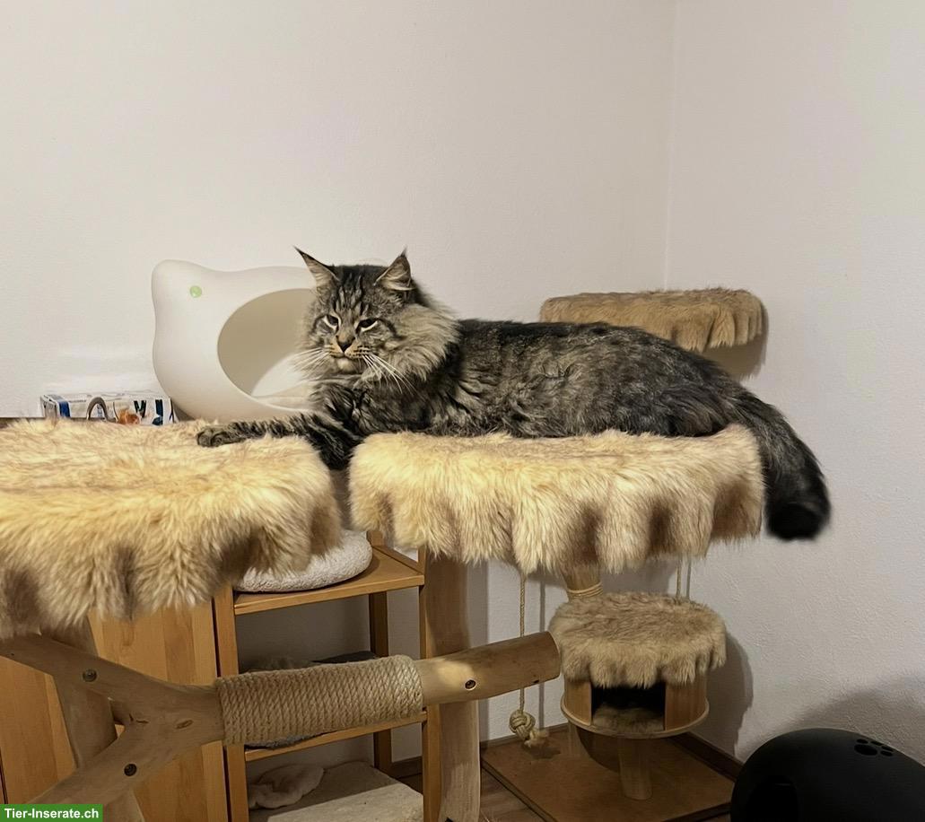 Bild 7: Maine Coon Mix Kitten, red tabby & black tortie