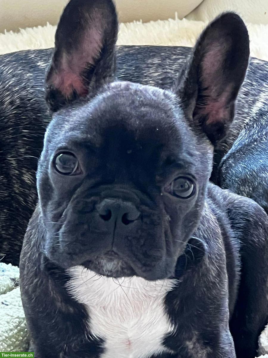 Junge Frenchie Hundedame sucht schönes Zuhause