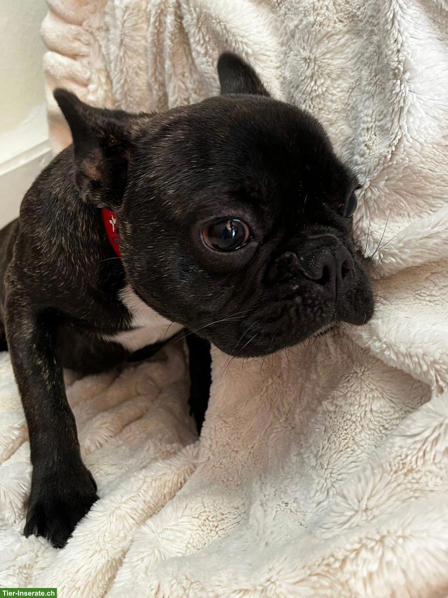Bild 2: Junge Frenchie Hundedame sucht schönes Zuhause