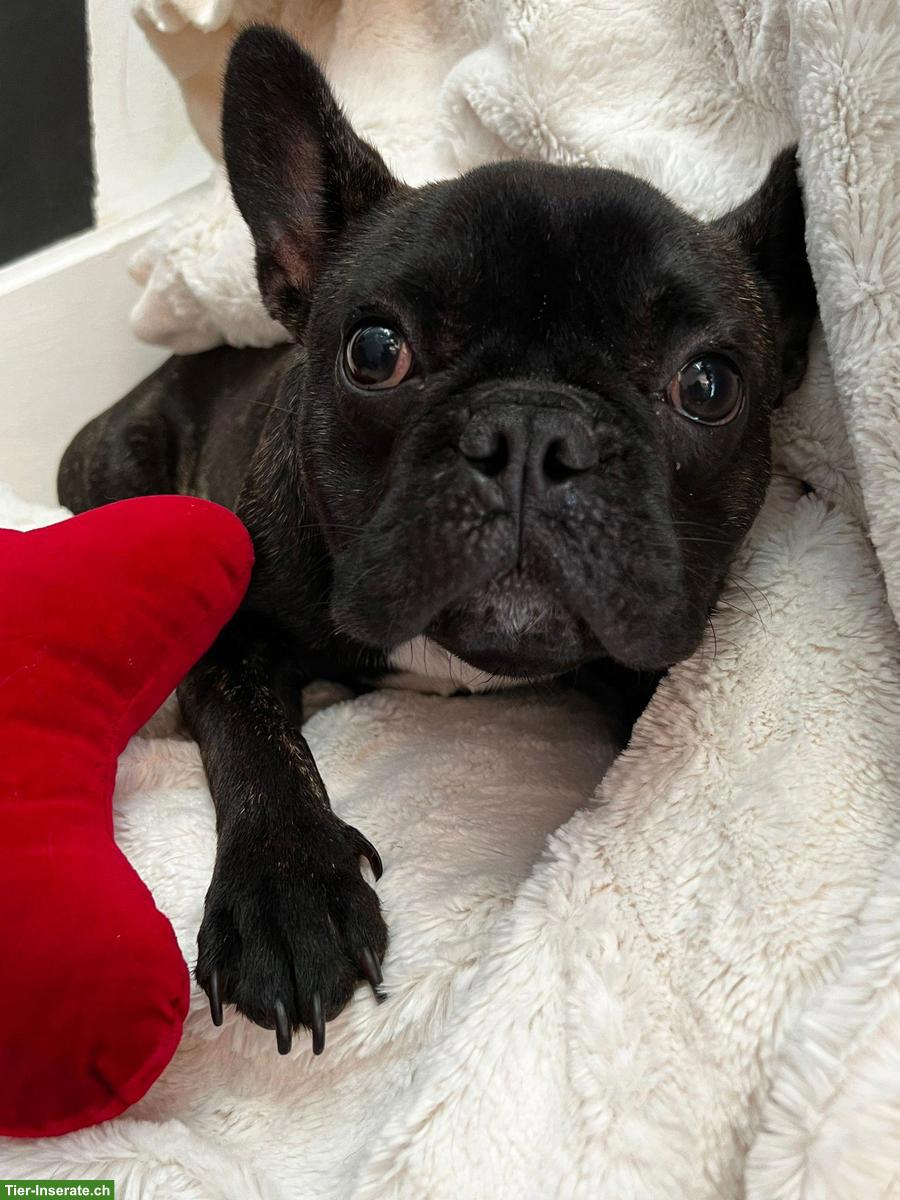 Bild 3: Junge Frenchie Hundedame sucht schönes Zuhause