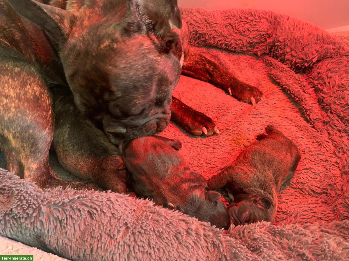 Bild 2: Französische Bulldoggen Welpen, gestromt, freiatmend