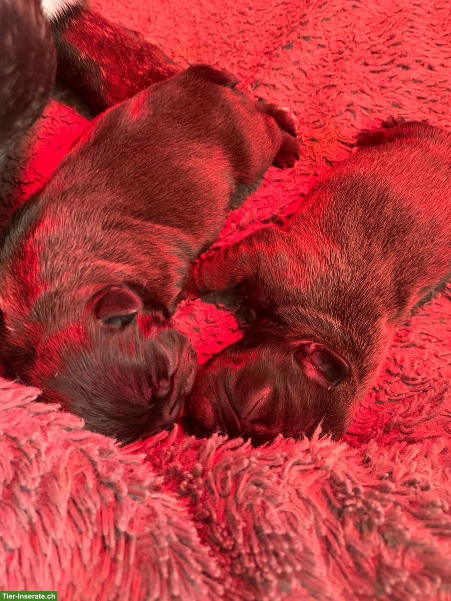 Bild 3: Französische Bulldoggen Welpen, gestromt, freiatmend