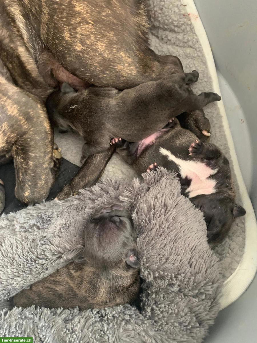 Bild 4: Französische Bulldoggen Welpen, gestromt, freiatmend