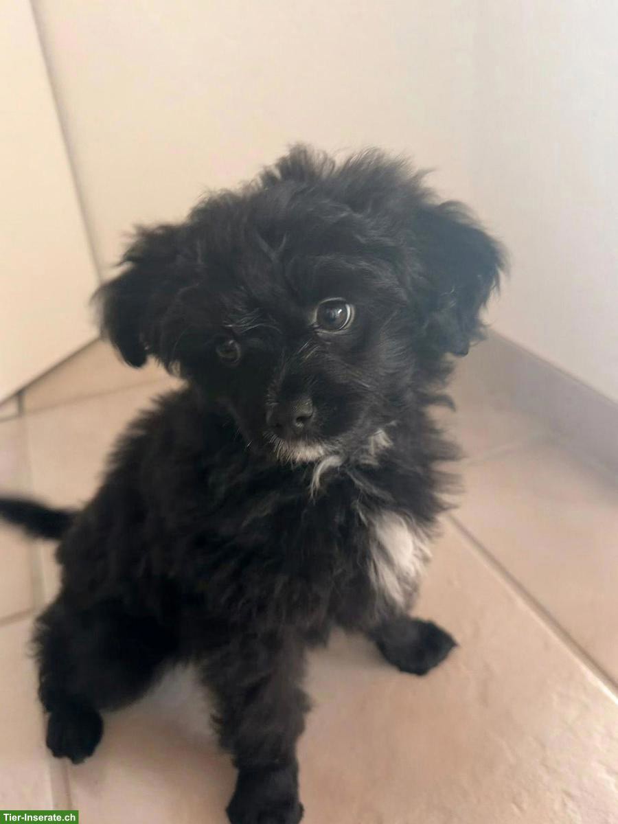 Pomapoo Welpe sucht seine Familie