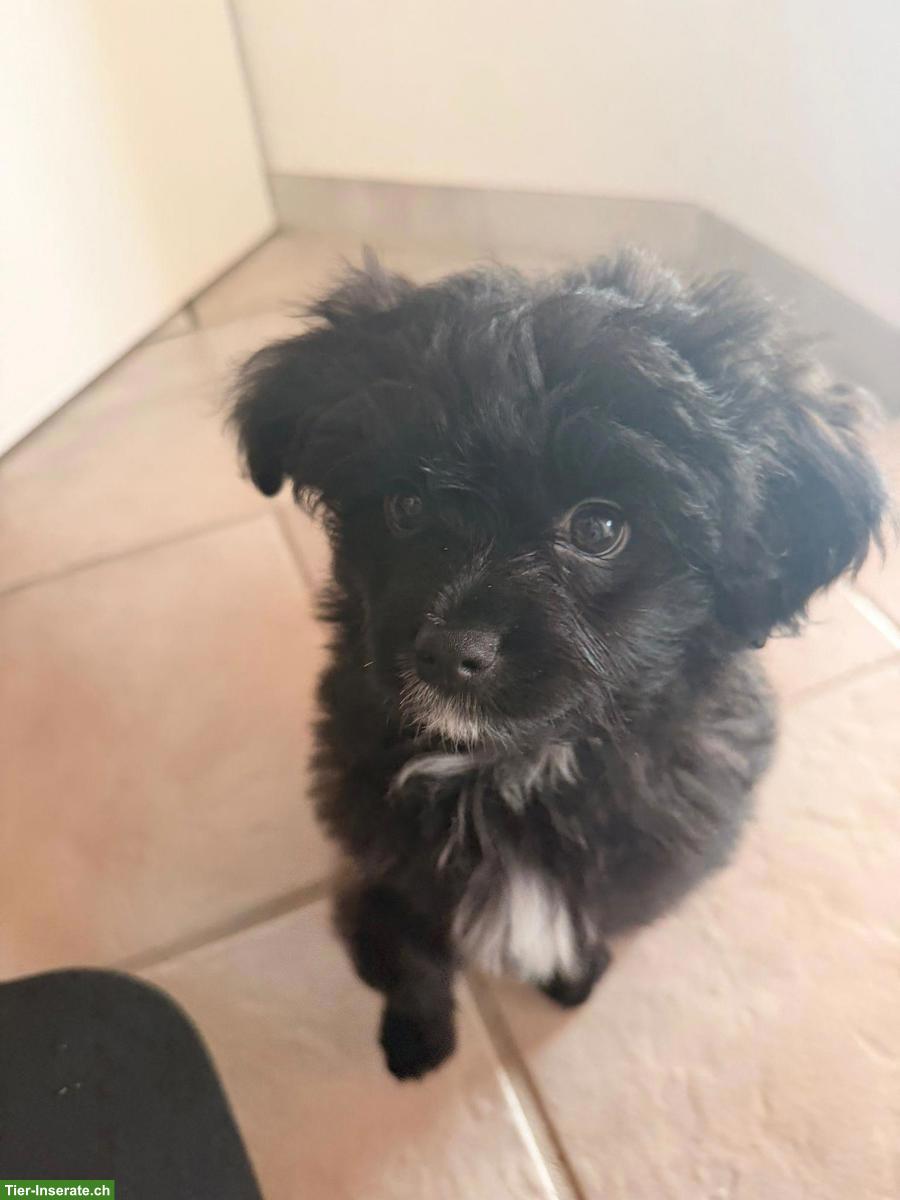 Bild 2: Pomapoo Welpe sucht seine Familie