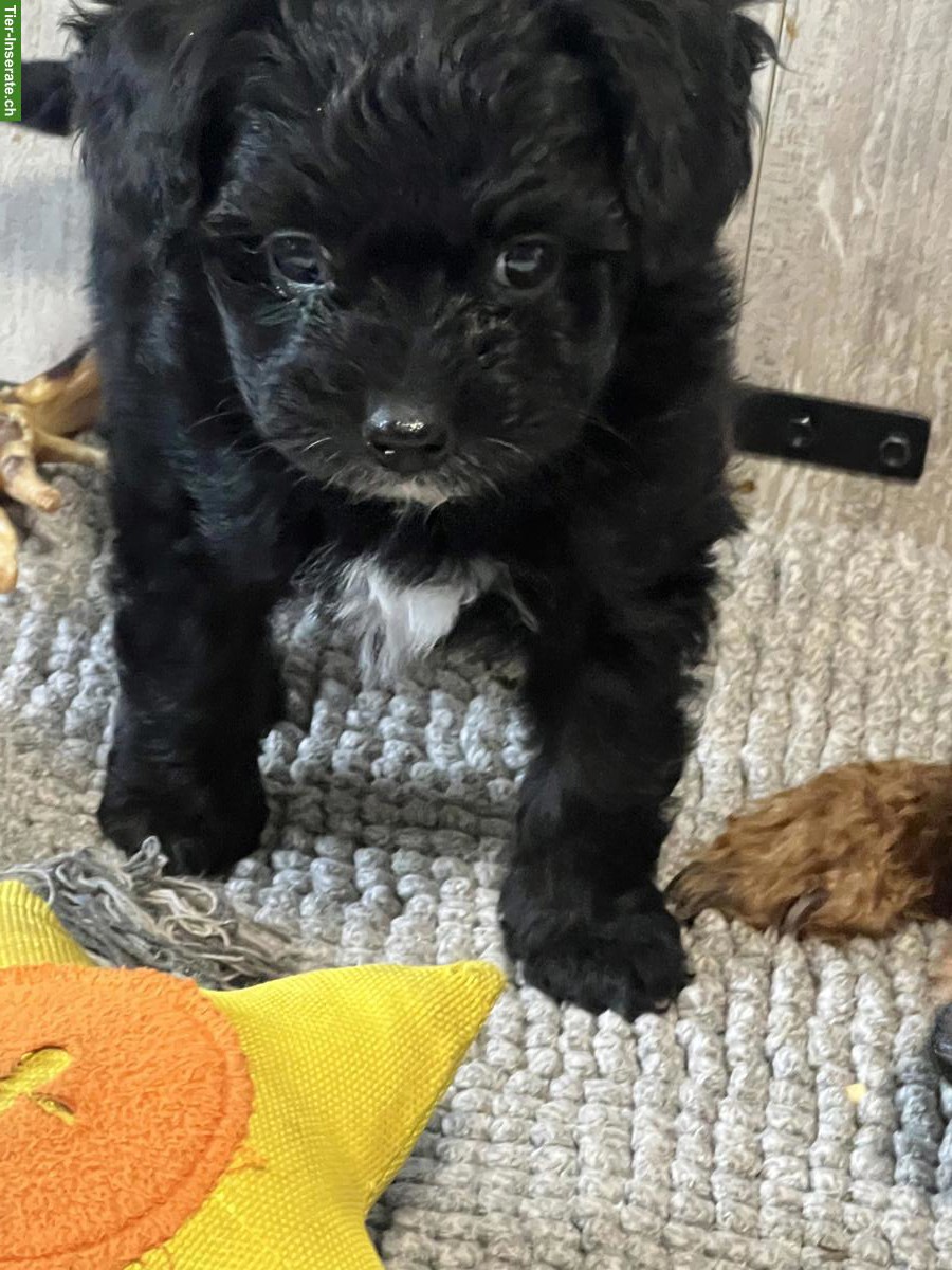 Bild 3: Pomapoo Welpe sucht seine Familie