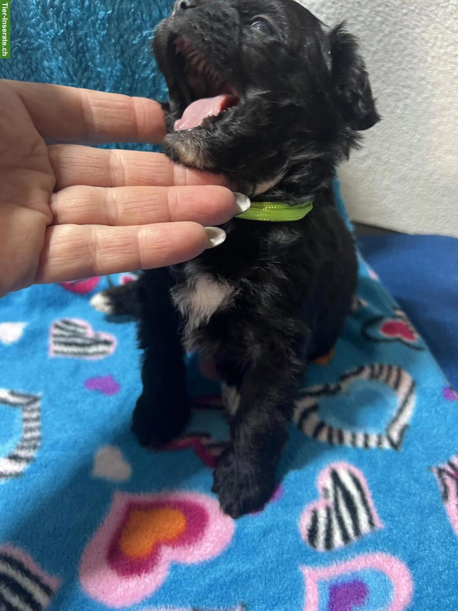 Bild 4: Pomapoo Welpe sucht seine Familie