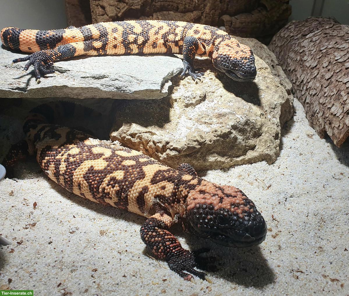 1.1 Heloderma suspectum (cinctum)