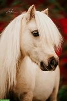 Spazierbeteiligung für Mini Shetty Wallach in Zeiningen AG