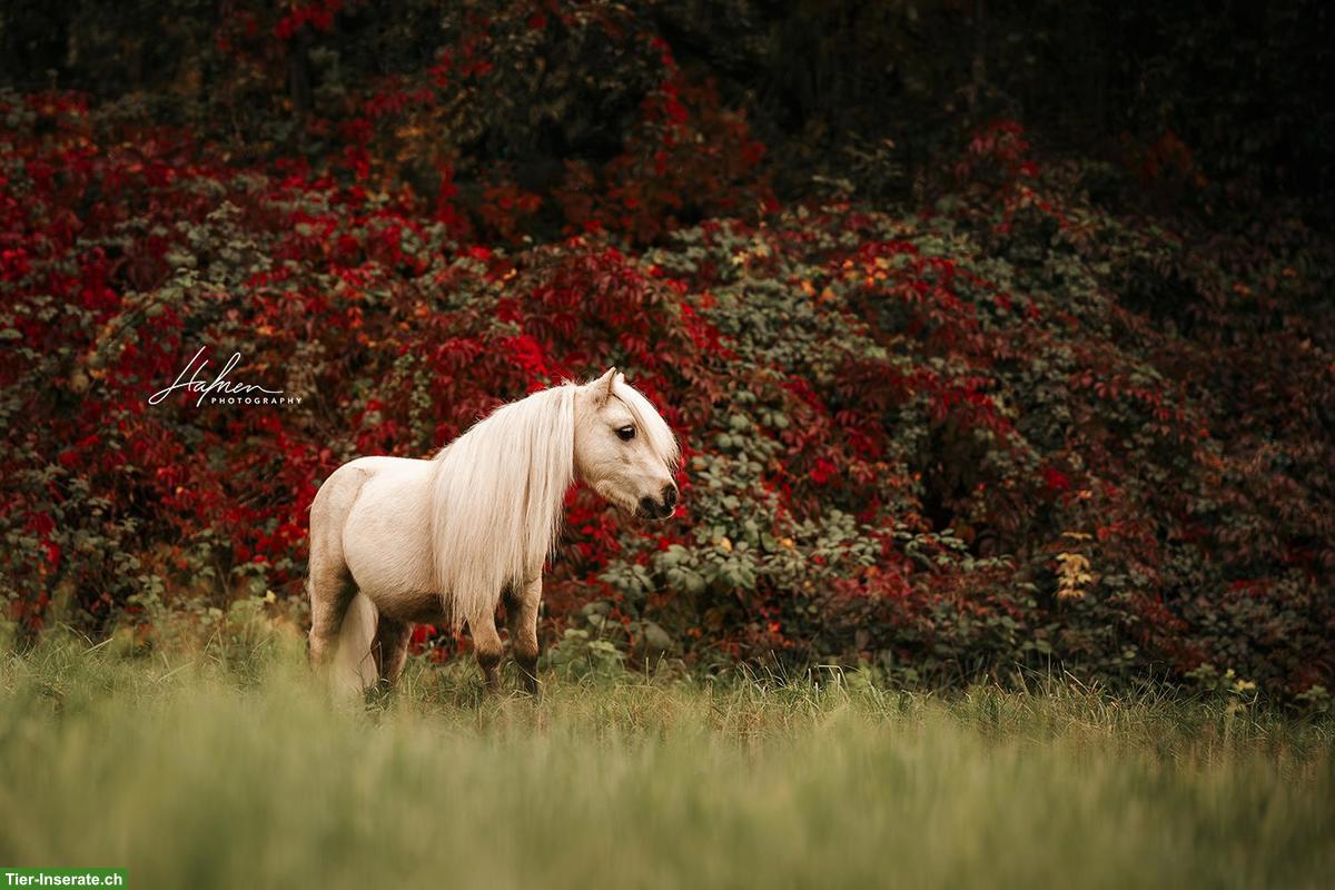 Bild 3: Spazierbeteiligung für Mini Shetty Wallach in Zeiningen AG