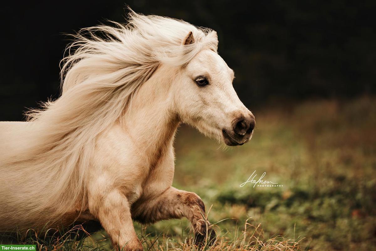 Bild 4: Spazierbeteiligung für Mini Shetty Wallach in Zeiningen AG