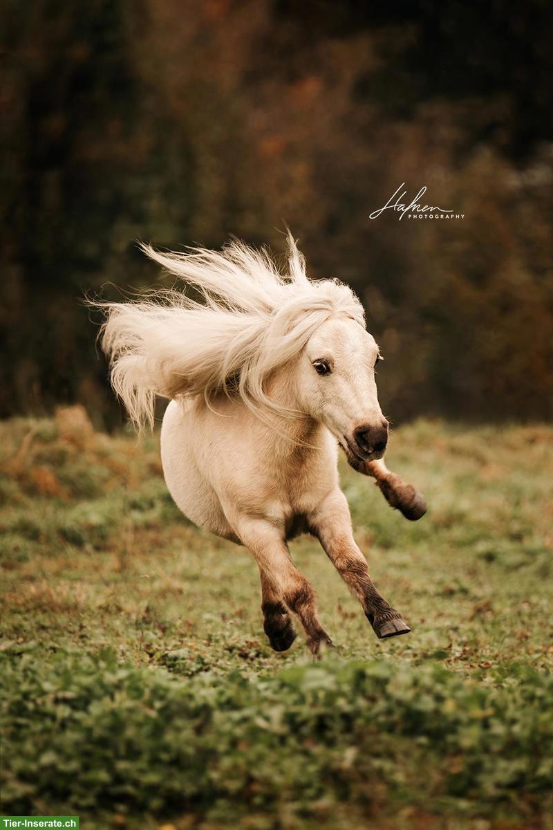 Bild 5: Spazierbeteiligung für Mini Shetty Wallach in Zeiningen AG