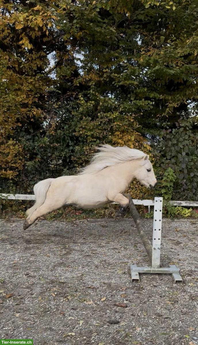 Bild 6: Spazierbeteiligung für Mini Shetty Wallach in Zeiningen AG