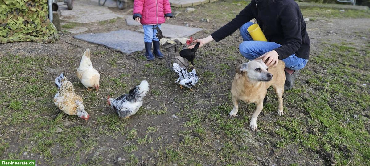 Hofzeit für Kinder - Pony/Pferde, Hühner und Hunde