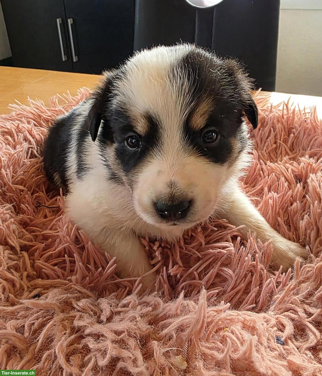 Border Collie Welpen mit Stammbaum aus CH-Zucht