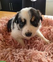 Border Collie Welpen mit Stammbaum aus CH-Zucht