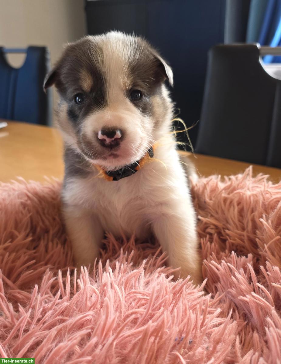 Bild 2: Border Collie Welpen mit Stammbaum aus CH-Zucht