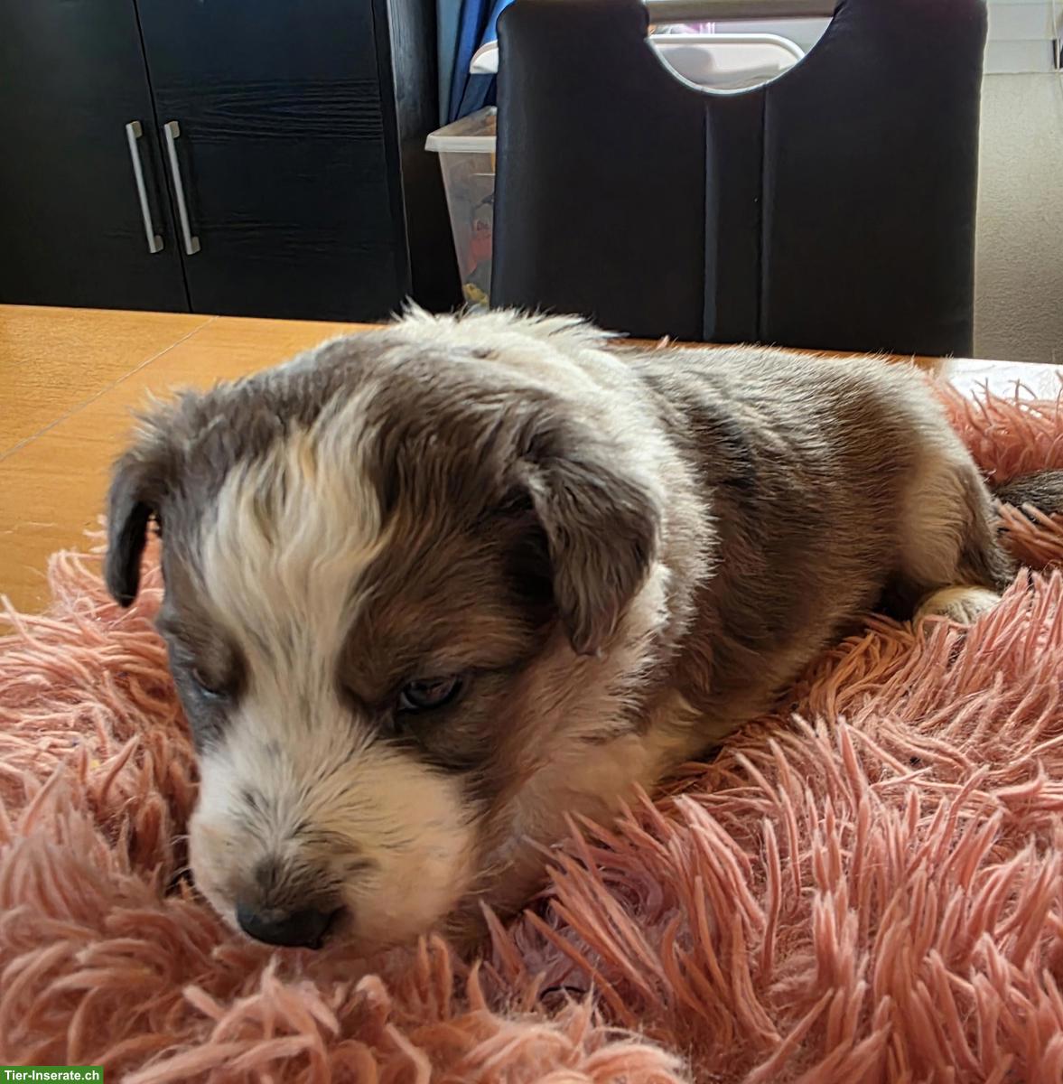 Bild 5: Border Collie Welpen mit Stammbaum aus CH-Zucht