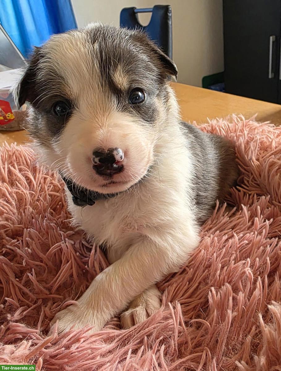 Bild 6: Border Collie Welpen mit Stammbaum aus CH-Zucht