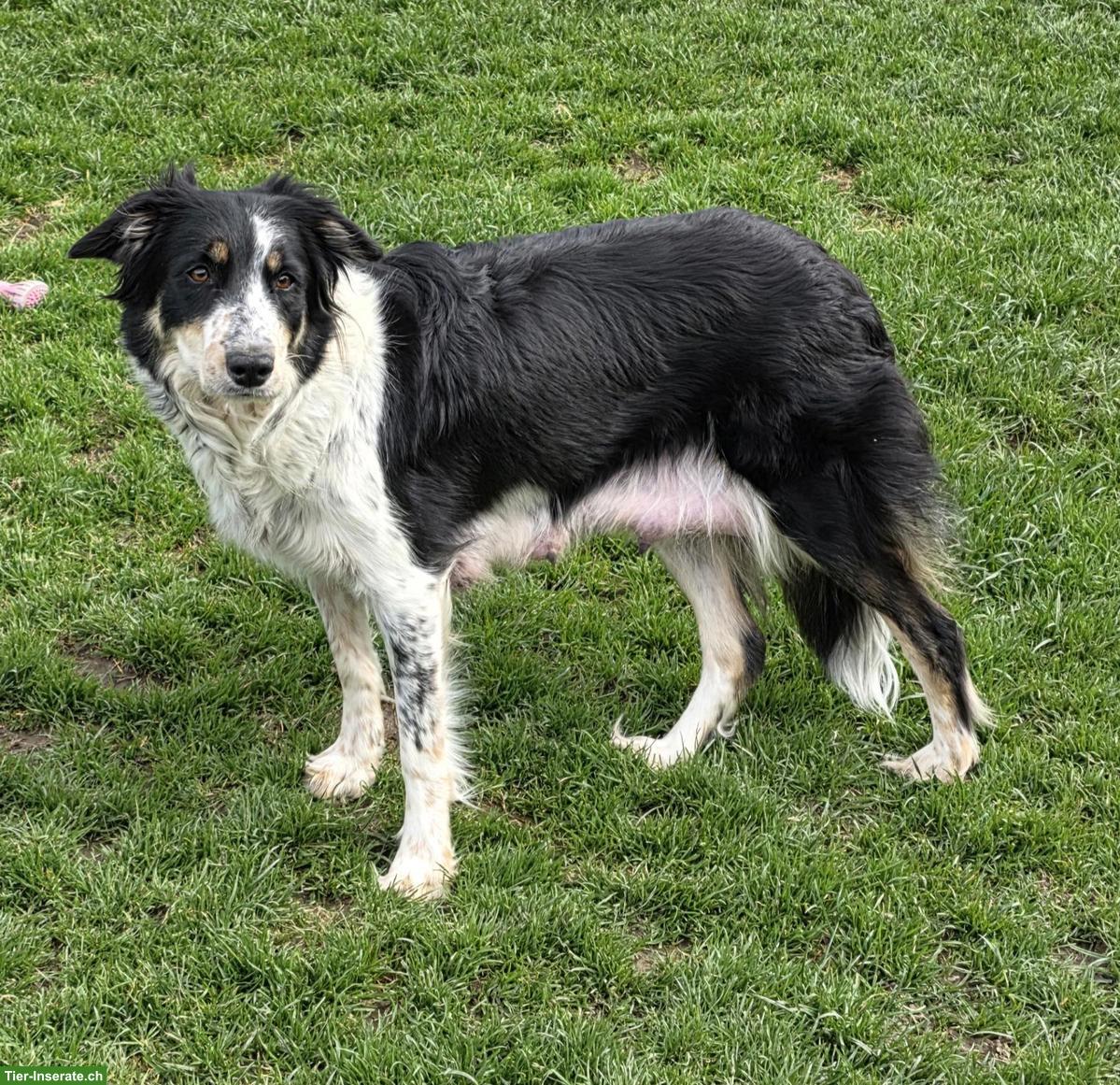 Bild 7: Border Collie Welpen mit Stammbaum aus CH-Zucht