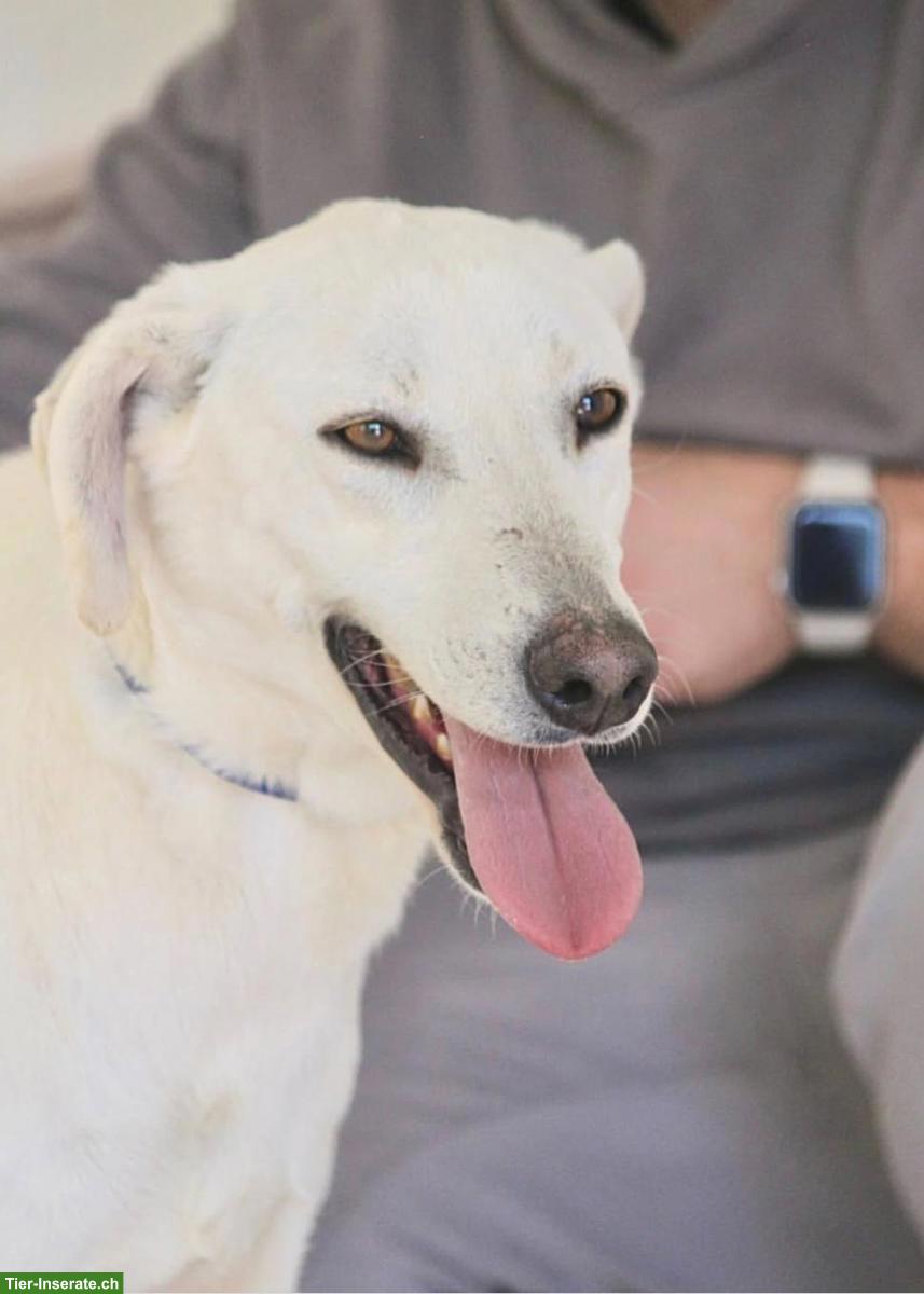 2-jähriger Mischling Rüde sucht sein Für-immer-Zuhause