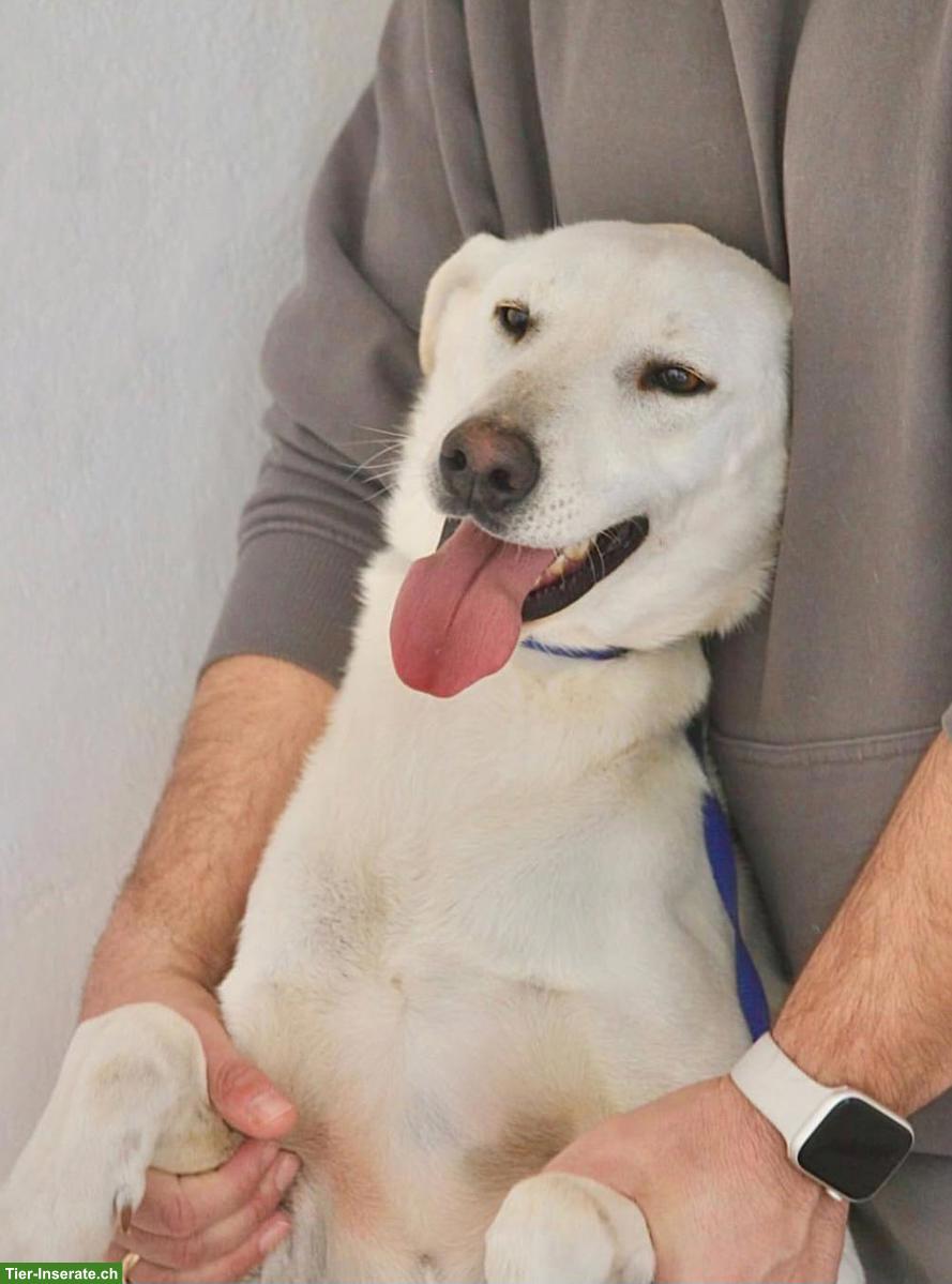 Bild 3: 2-jähriger Mischling Rüde sucht sein Für-immer-Zuhause