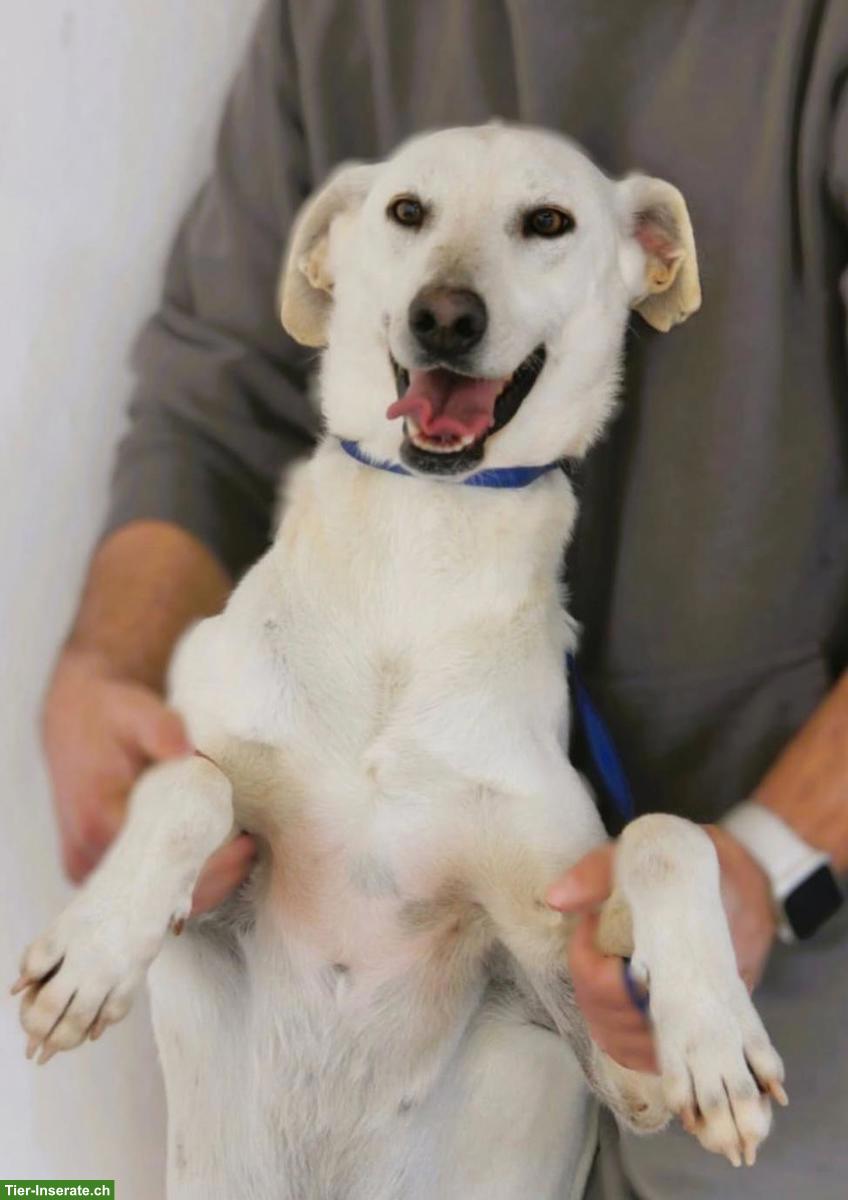 Bild 4: 2-jähriger Mischling Rüde sucht sein Für-immer-Zuhause