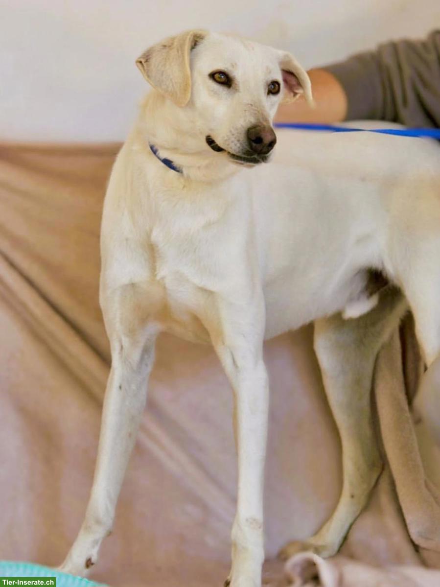 Bild 5: 2-jähriger Mischling Rüde sucht sein Für-immer-Zuhause