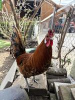 Appenzeller Spitzhauben Hahn, goldgetupft