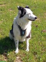 Suche Hundesitterin für ruhige Hündin, Umgebung Boswil AG