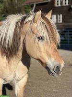 Fjordwallach, 15-jährig, sucht tolles neues Zuhause